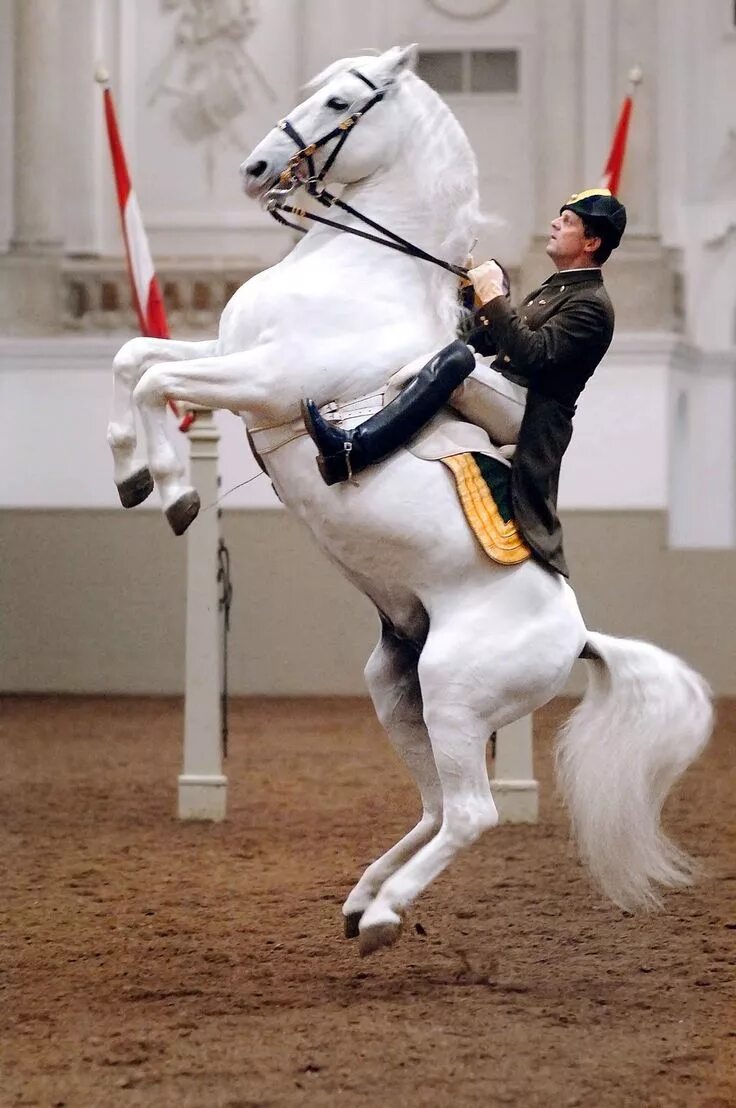 Липицианская лошадь. Липицианская порода лошадей. Венская школа верховой езды. Андалузская Каприоль. Австрия испанская школа верховой езды.