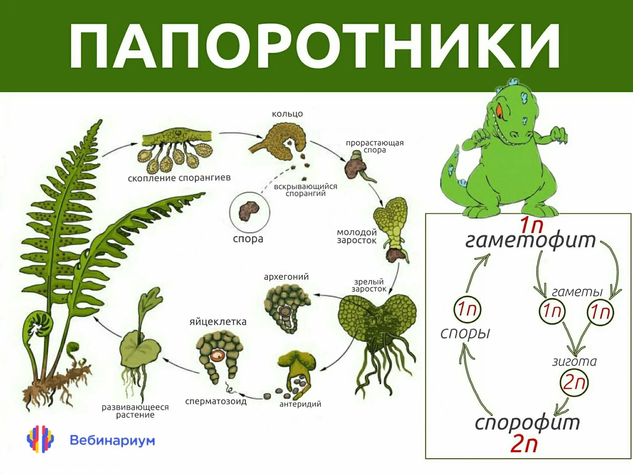 Папоротники названия. Папоротники названия растений. Папоротниковидные растения названия. Папоротники примеры названия. Мужские гаметы папоротников