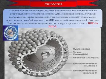 Герпесвирус 3