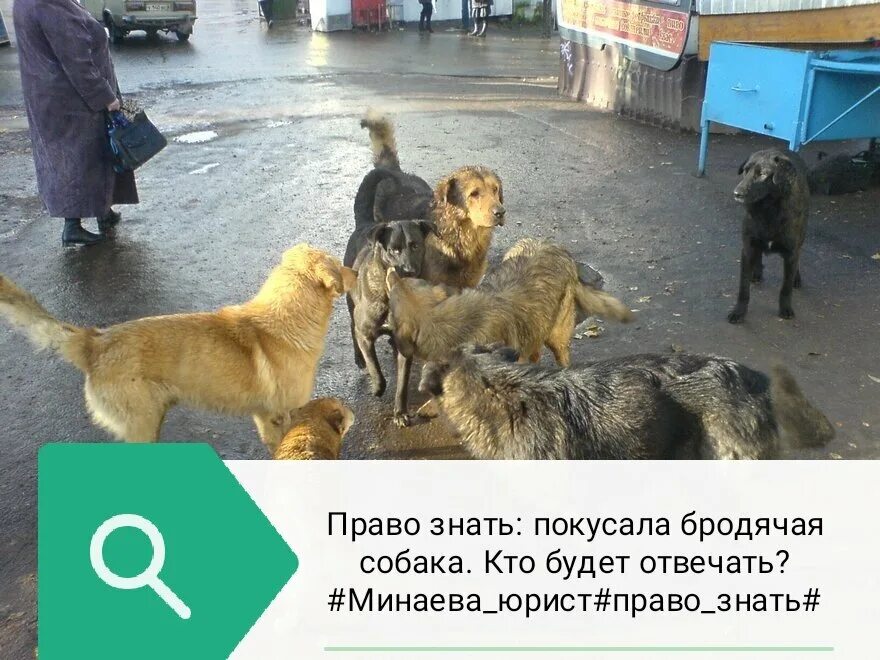 Как избавиться от собаки законно. Бездомные собаки покусали. покусали бродячие собаки. укусила бродячая собака. ответственность за укусы бездомных собак.