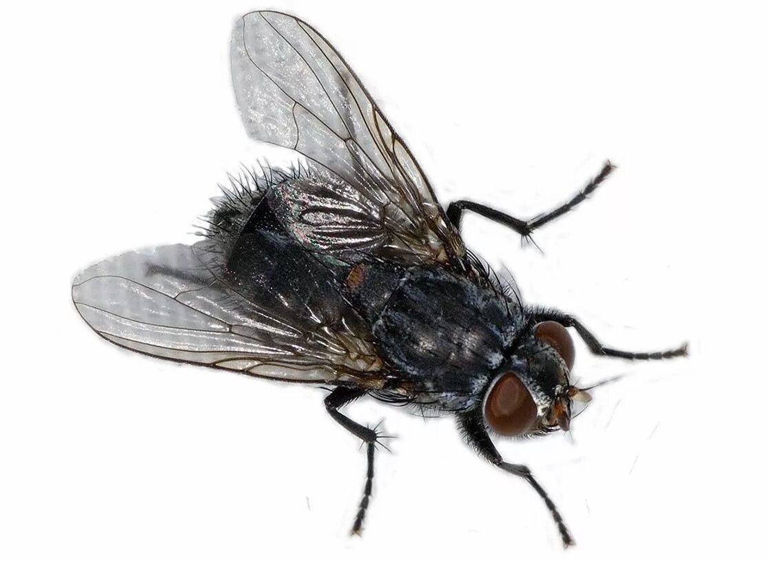 Прозрачная муха. Муха. Муха с прозрачным брюхом. Синяя мясная муха calliphora. Муха на прозрачном фоне.