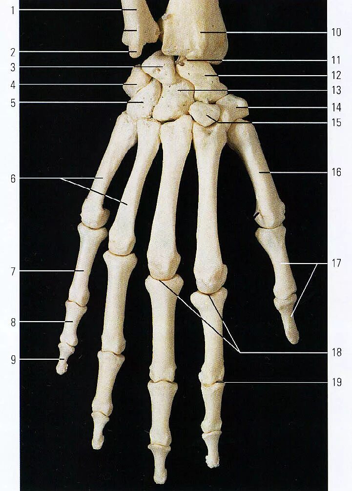 Кости кисти лучезапястный сустав. Кости кисти анатомия. Пястные кости кисти анатомия. Пястье анатомия. Кости в запястье руки