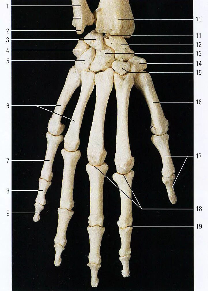 Кости кисти лучезапястный сустав. Кости кисти анатомия. Пястные кости кисти анатомия. Пястье анатомия. Скелет запястья человека