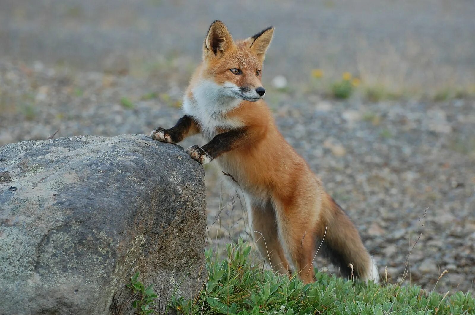 Fox на русском языке. Лисица (Vulpes Vulpes). Анадырская обыкновенная лисица. Лиса в дикой природе. Редкие лисы.