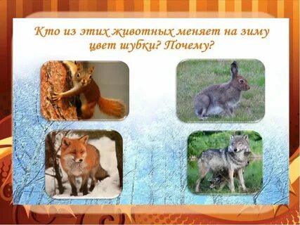 Когда животные меняют окраску
