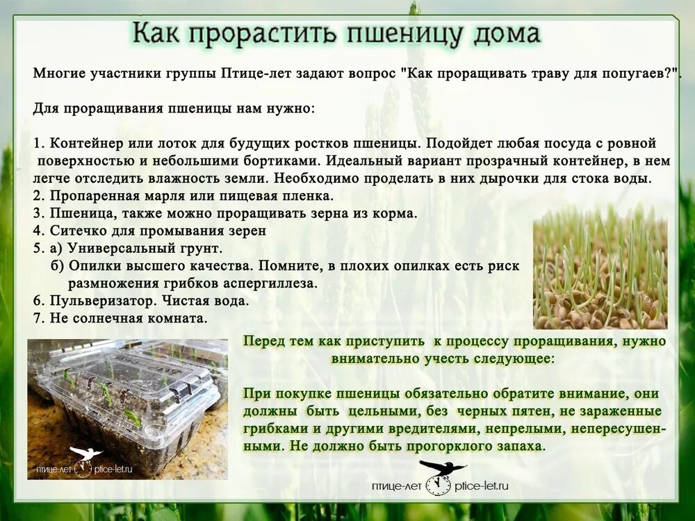 Прорастить пшеницу в домашних для кур