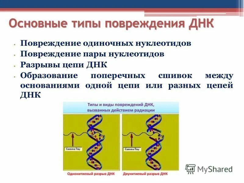 Первичные повреждения ДНК. Разрыв цепей ДНК.