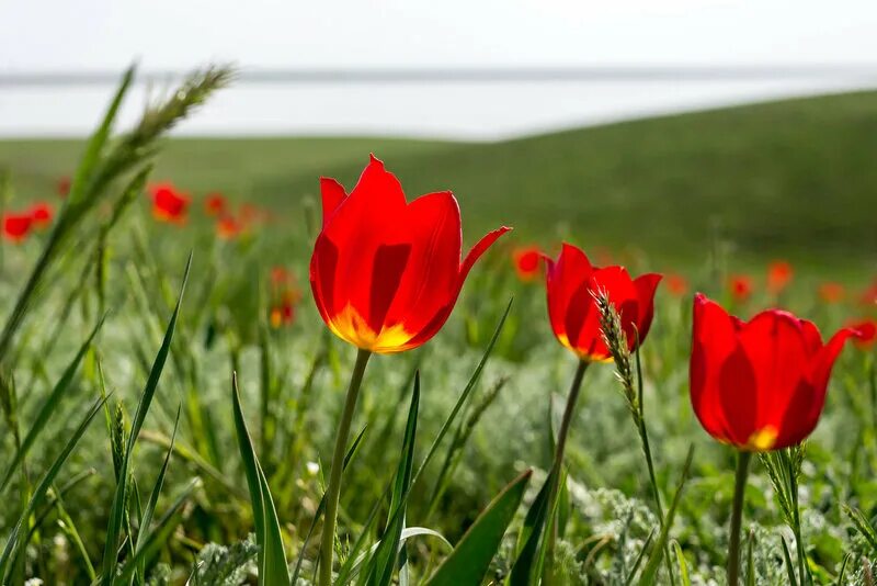 Дикие тюльпаны в ростовской области. Дикие тюльпаны в Казахстане. Степные Дикие тюльпаны Калмыкии.. Тюльпан дикий Степной. Степные тюльпаны Казахстана.