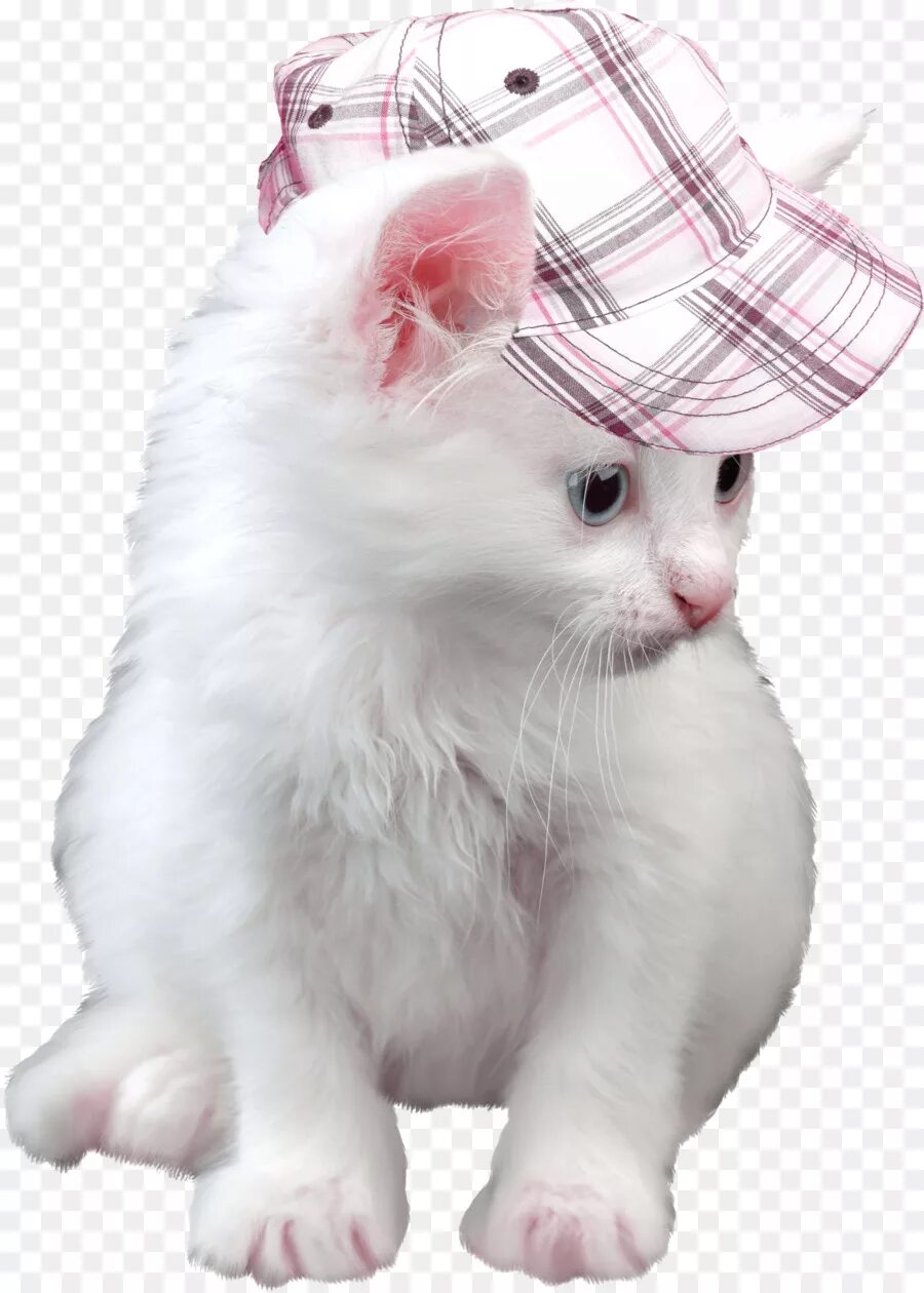 Прозрачная кошка. Котик на прозрачном фоне. Котик на белом фоне. Котик без фона. Милые котята на прозрачном фоне.