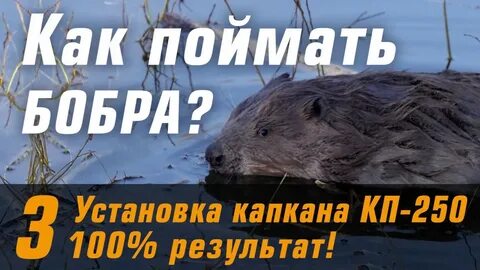 Бобровая приманка