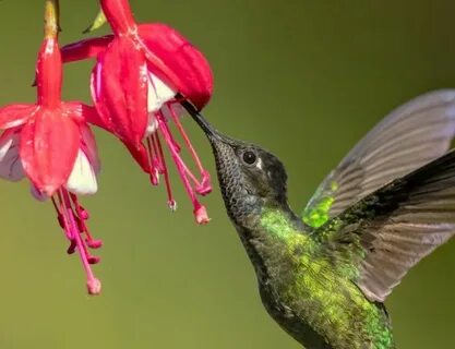 How do hummingbirds help flowering plants