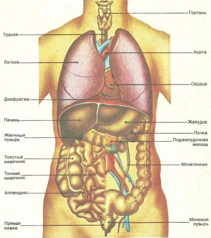 Органы человека находящиеся с левой стороны. Расположение органов у человека в брюшной полости у мужчины. Строение органов спереди. Анатомия внутренних органов брюшной полости женщины. Схема расположения внутренних органов брюшной полости.