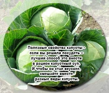 Капуста на день рождения