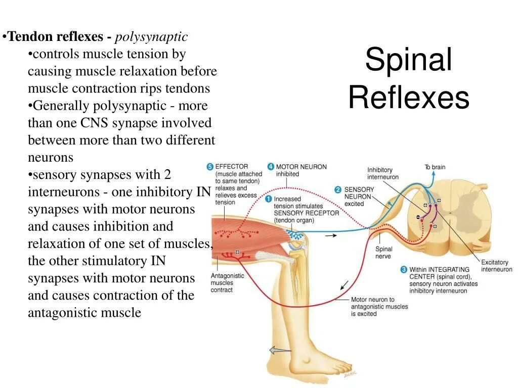 Tendon Reflexes. Spinal Reflex. Ларингеальный рефлекс.