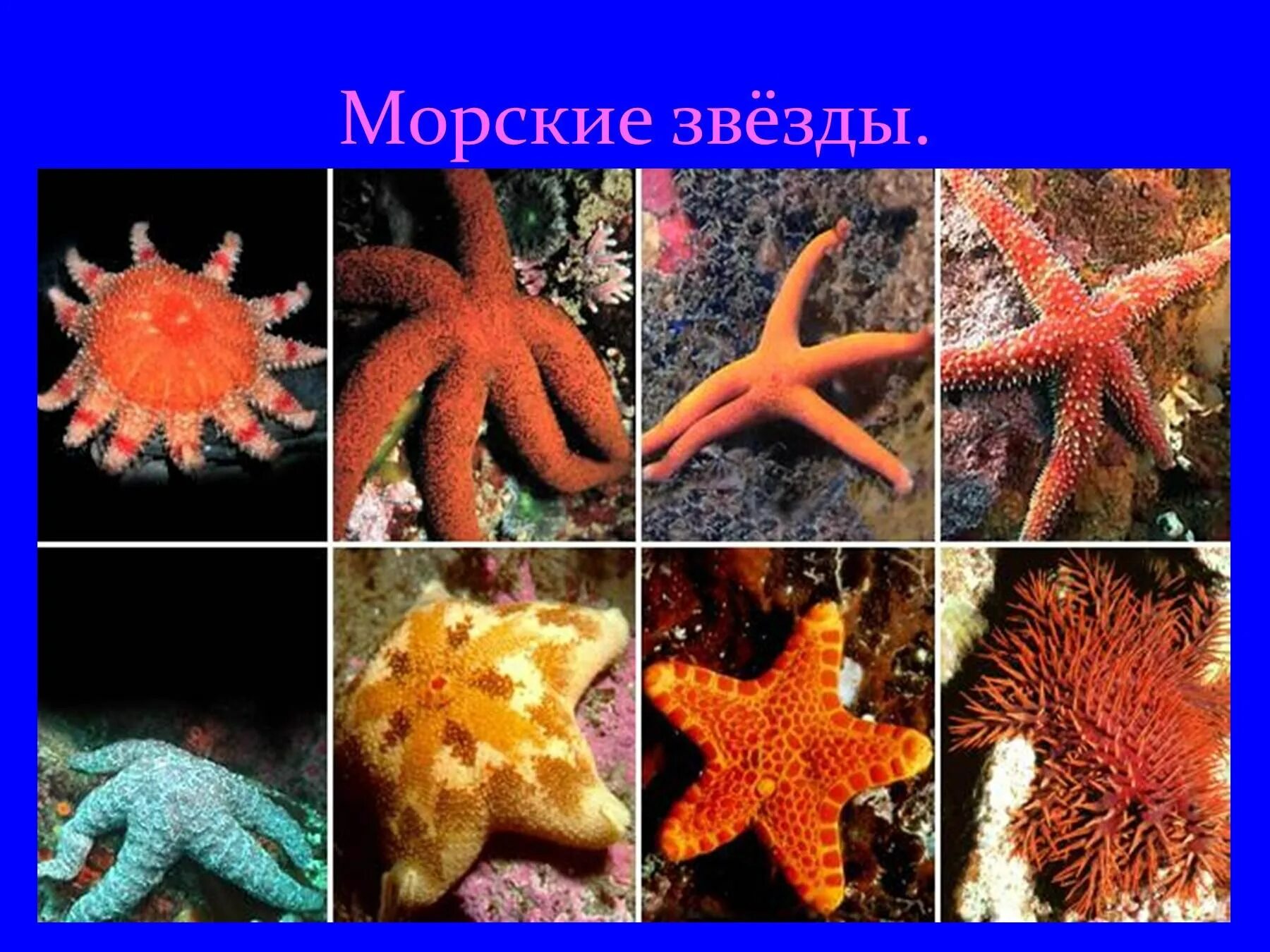 Характеристика морской звезды. Иглокожие морские звезды. Иглокожие черви. Иглокожие представители морские звезды. Иглокожие представители морской еж.