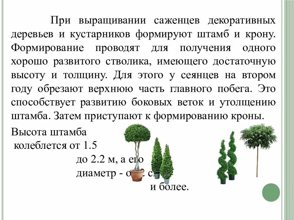 Питомнике вырастили саженцы деревьев. Технология выращивания посадочного материала. организация питомника декоративных деревьев и кустарников план. технология выращивания саженцев в питомнике. технология выращивания сеянцев.
