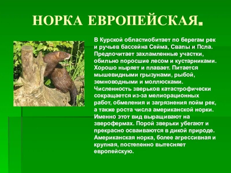 Проект животные курской области Картинки ЖИВОТНЫЕ КРАСНОЙ КНИГИ КАЛИНИНГРАДСКОЙ