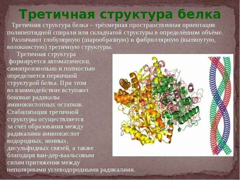 Формирование третичной структуры белка. Третичная стурктур абелка. Третичная структура фибриллярного белка. Третичная структура белка. Третичную структуру белка стабилизируют