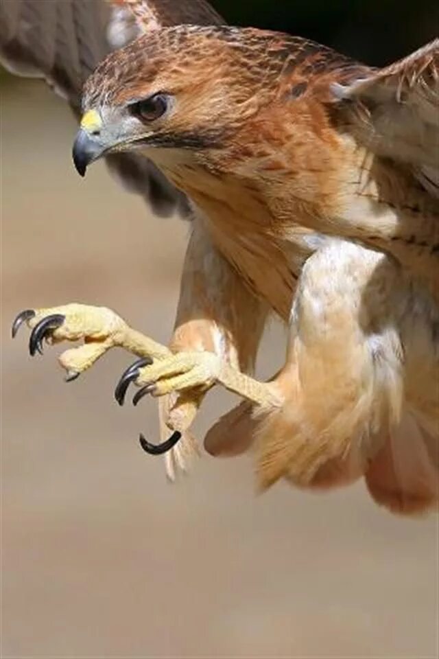 Когти коршуна. Когти коршуна