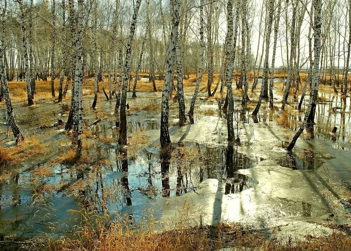 Талые воды весной. «Березы. Половодье» Шишкин.