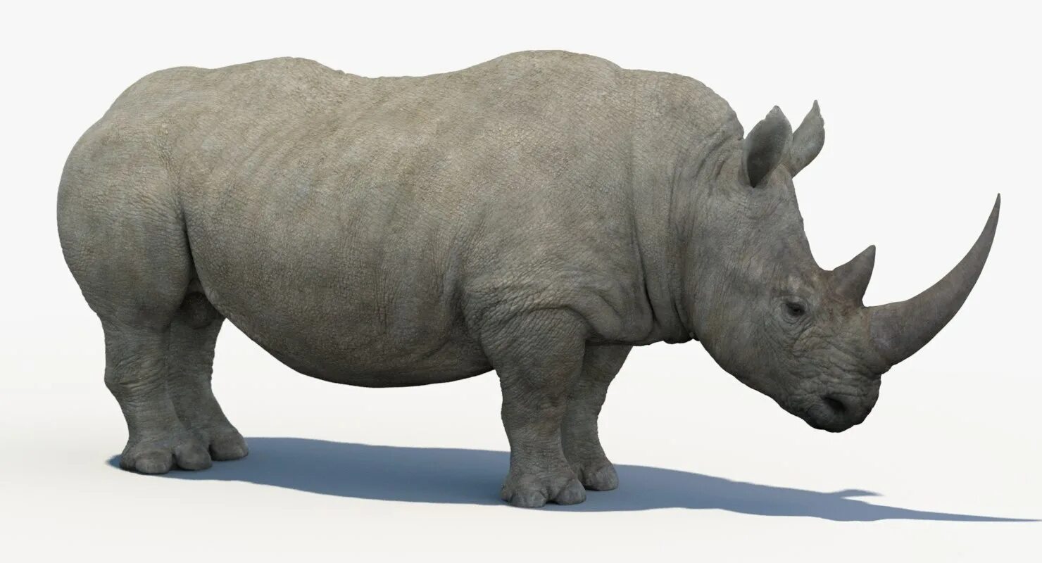 White Rhinoceros 3d model. Rhinoceros 3d моделирование. Носорог 3д. Носорог для детей.
