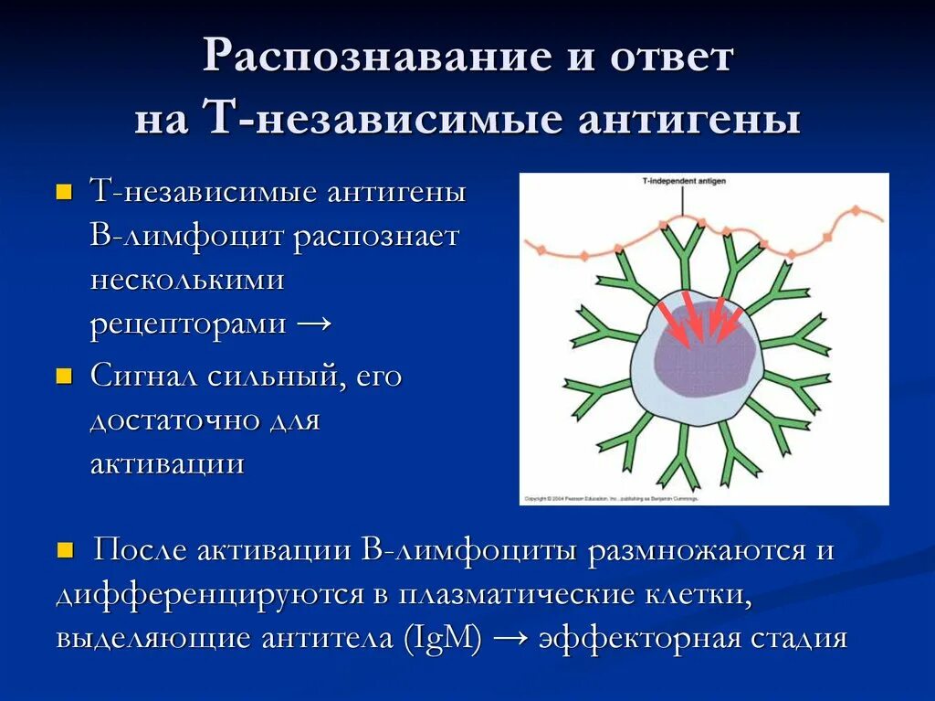 Т зависимые. Иммунный ответ гуморальный на т-независимый антиген. Т-зависимые и т-независимые антигены. Иммунный ответ на т зависимые антигены. Иммунный ответ на т-зависимые и т-независимые антигены.