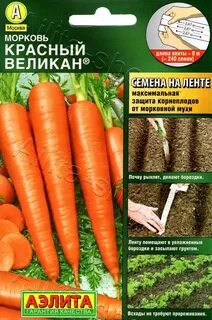 Вкус моркови
