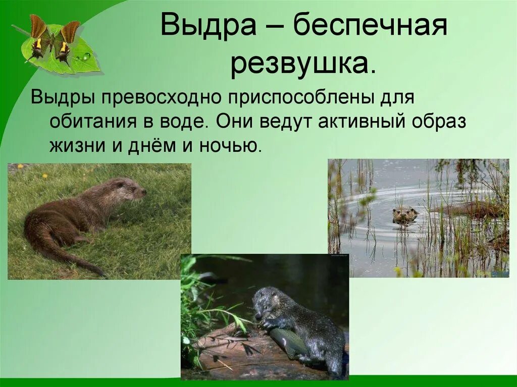 Обитатели водоемов - презентация онлайн
