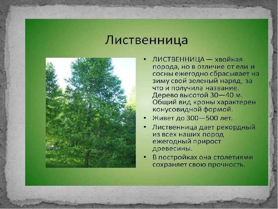 Произрастание хвойных деревьев природная зона. Лиственница Сибирская Тайга. Лиственница дерево лиственница. Лиственница Сибирская дерево. Лиственница Сибирская произрастание.