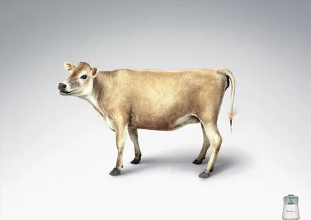 There is pigs cows and sheep