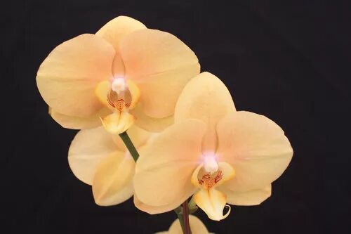 Free shipping Flower seeds orchid seeds cattleya multicolor butterfly orchid bon