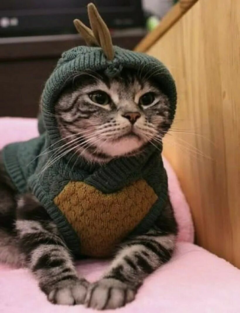 Кот в кофте. Кот в одежде. Одежда для кошек. Костюм кошки. Кот в свитере.
