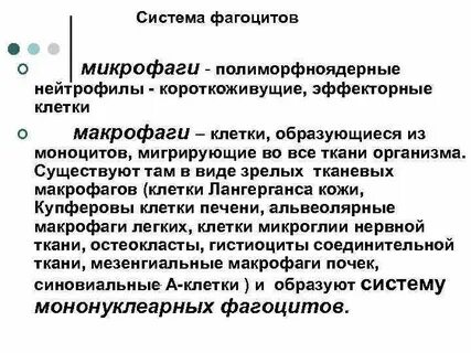 Макрофаги и нейтрофилы