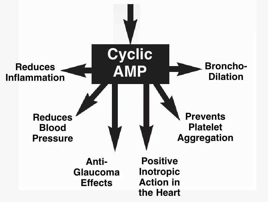 Cyclic amp. Support effect