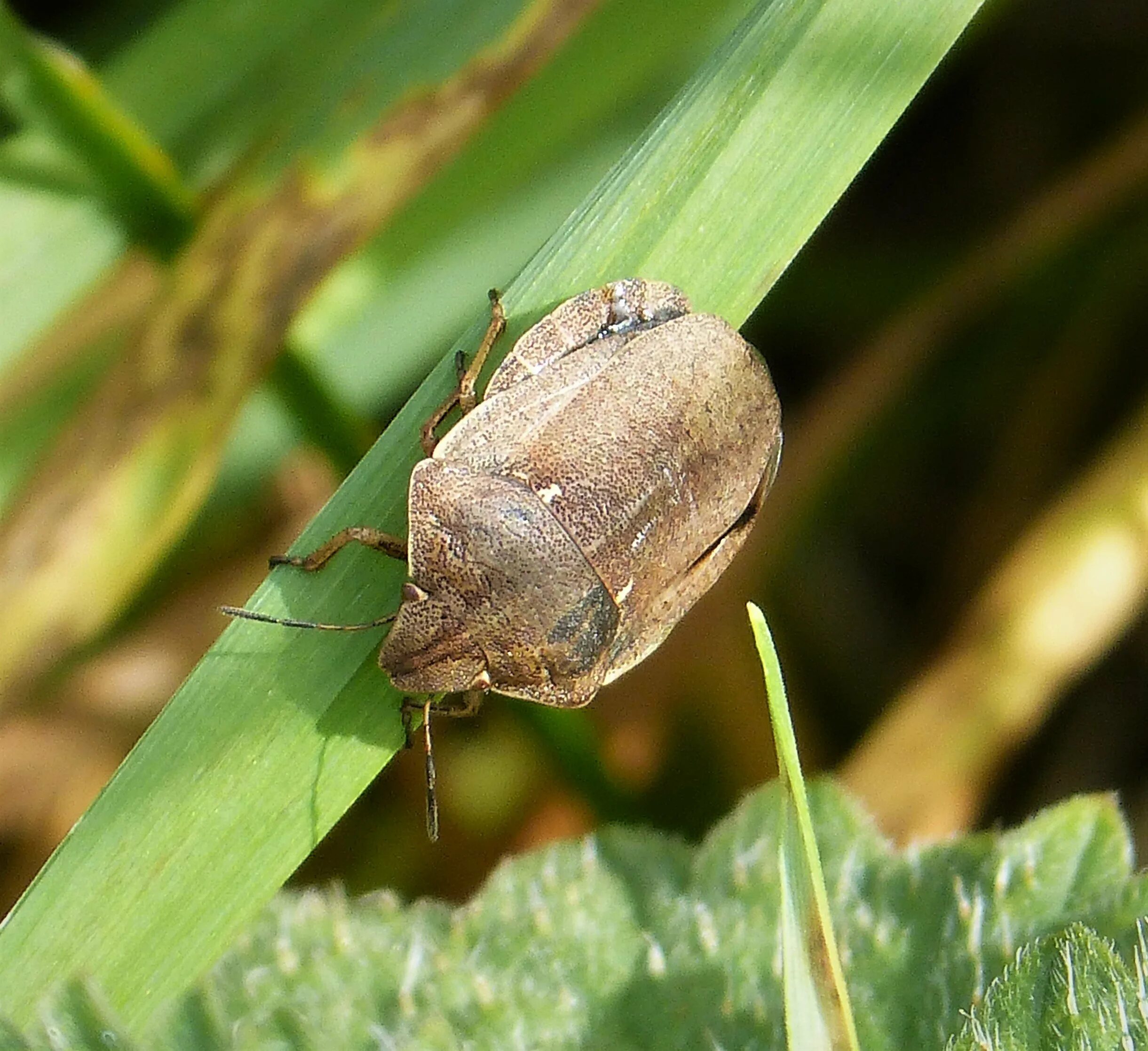 Eurygaster testudinaria. Клоп черепашка. Вредная черепашка насекомое. Клоп-черепашка в пшенице.