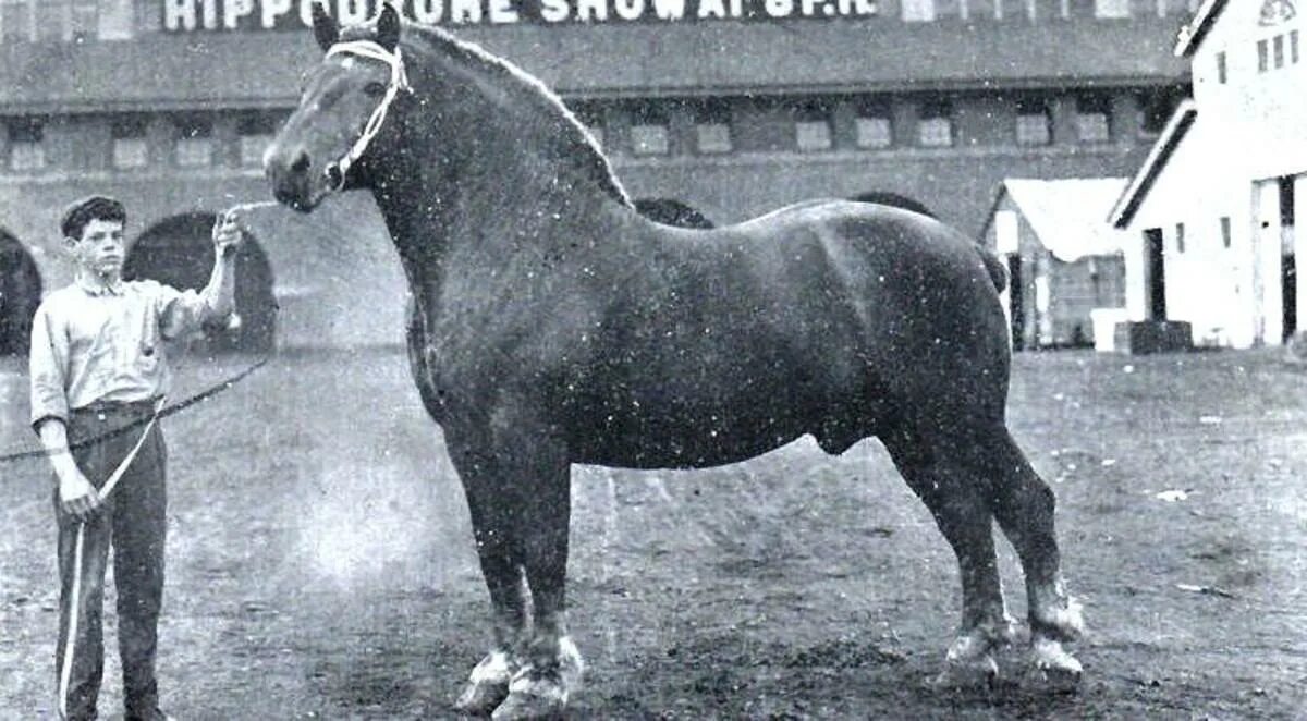 Большой конь 1846 года. Шайр конь Сампсон.