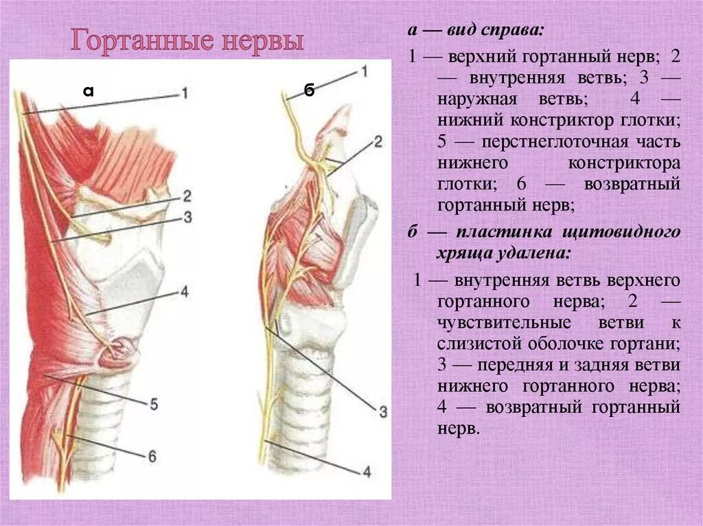 Нерв глотки. Верхний гортанный нерв топография. Возвратный гортанный нерв топография. Верхний гортанный нерв анатомия. Нижний гортанный нерв топография.