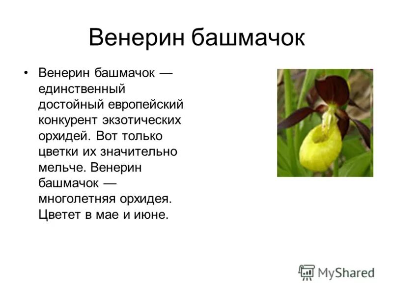 венерин башмачок какая страница красной книги