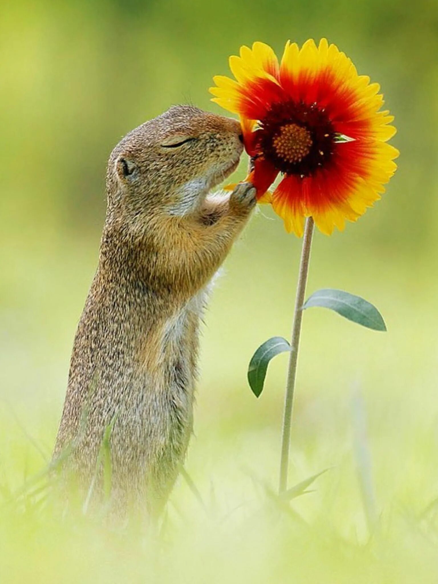 Весенний позитивчик. Суслик с цветами. Веселые животные. Суслик с цветочком. Суслик с цветком.