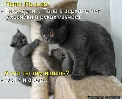 Котиков с надписями смешные