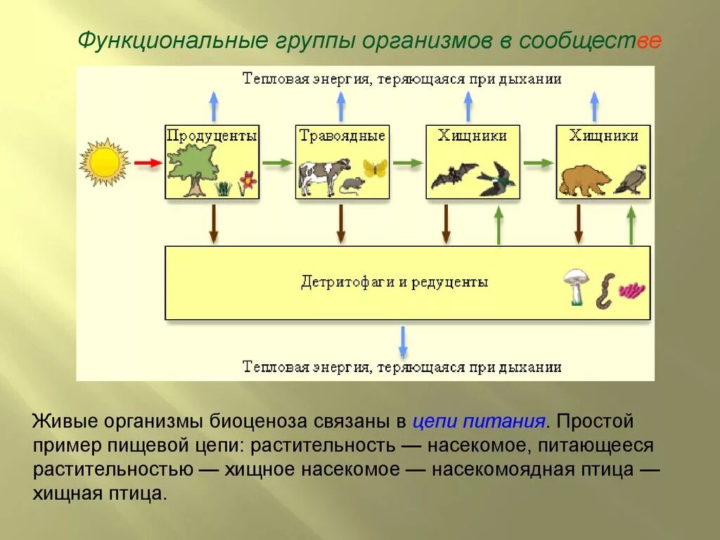 Редуцент консумент плотоядное животное детритофаг. Функциональные группы организмов. Функциональные группы организмов в экосистеме. Функциональные группы организмов в сообще. Функциональные группы организмов в биогеоценозе.