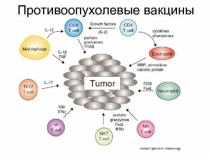 Механизм вакцин. Противоопухолевые вакцины. Классификация противоопухолевых вакцин. Векторные Противоопухолевые вакцины. Схема действия вакцины.