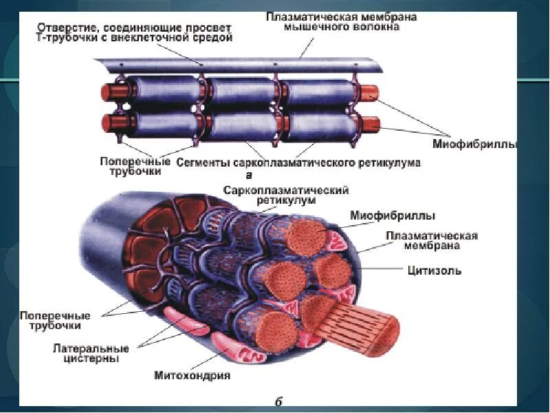 Строение мышечного волокна сарколемма. Саркоплазматический ретикулум саркоплазматический. Саркоплазматический ретикулум и т трубочки. Ретикулум мышечного волокна. Мембрана мышечного волокна