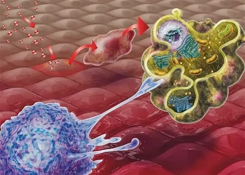 Вещества разрушающие клетку. Апоптоз клеток кожи. Разрушение клетки. Отмирание клеток.