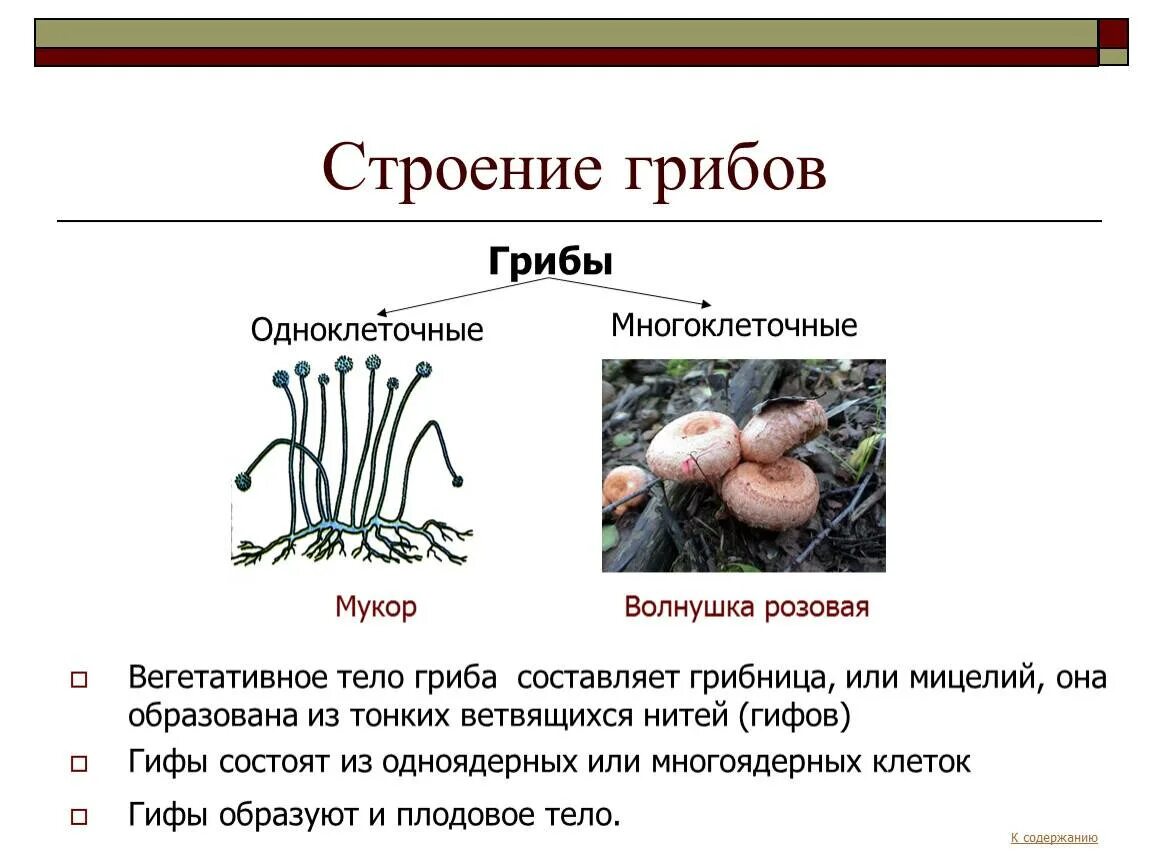 Строение грибницы мицелия. Строение гриба с грибницей. Строение гриба мукора. Грибы мицелий строение гриба. Мицелий грибов одноклеточный многоклеточный