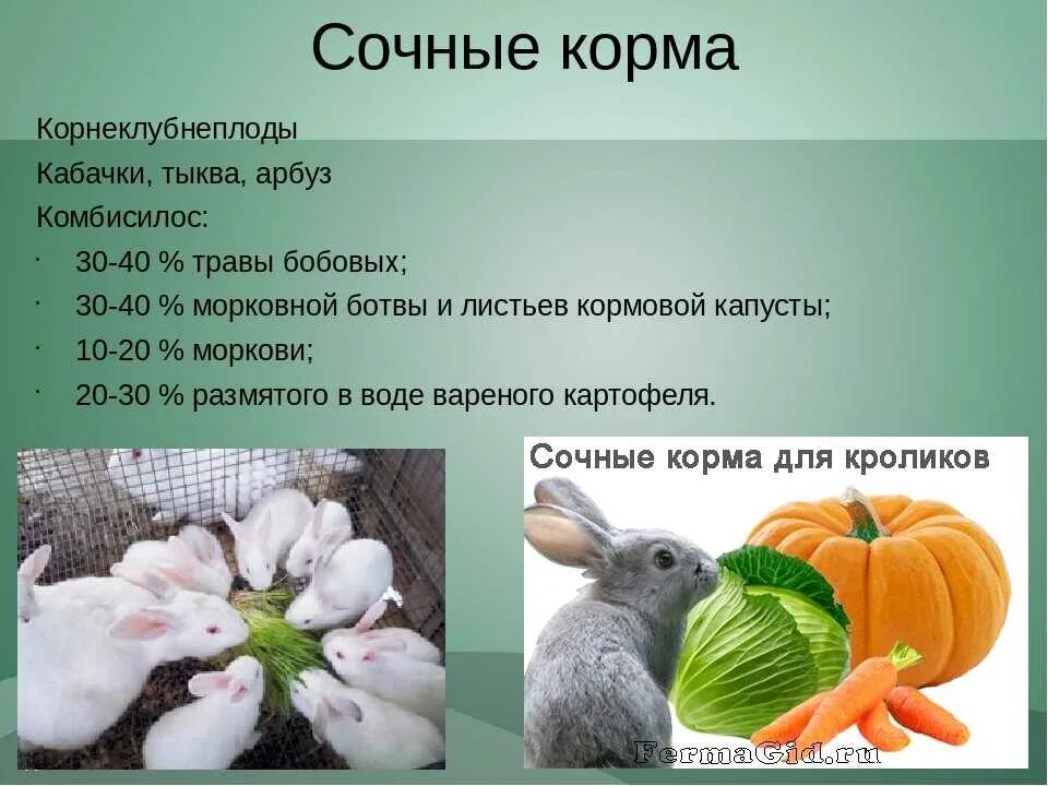 Можно ли кролику кушать. Питание декоративных кроликов. Домашний кролик для еды. Чем можно кормить декоративного кролика. Чем кормить кроликов в домашних.