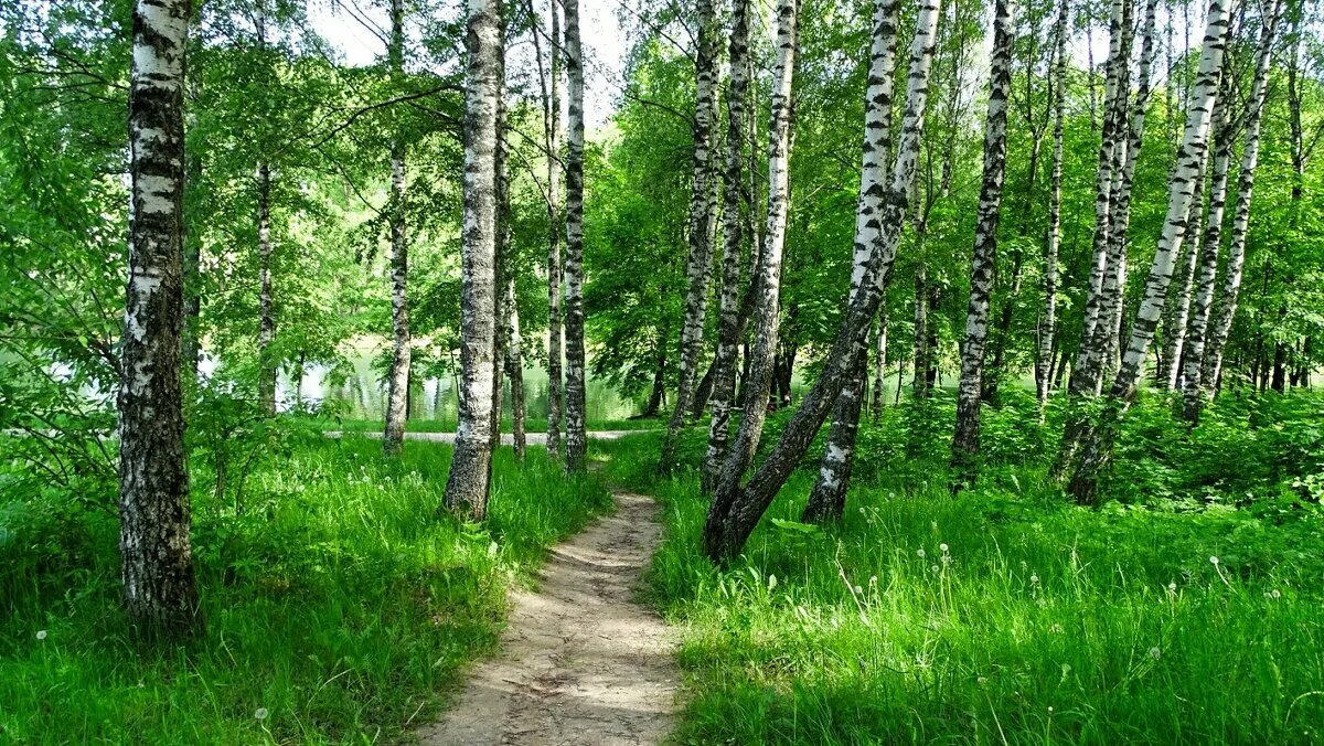 Берёзовая роща в ростове на дону. Березовая роща омск. Березовая роща амурской области. Рощи р п. Хамбушевская роща.