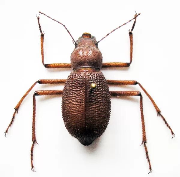 там жук. там жук. черный хрущак. там жук. священный скарабей.