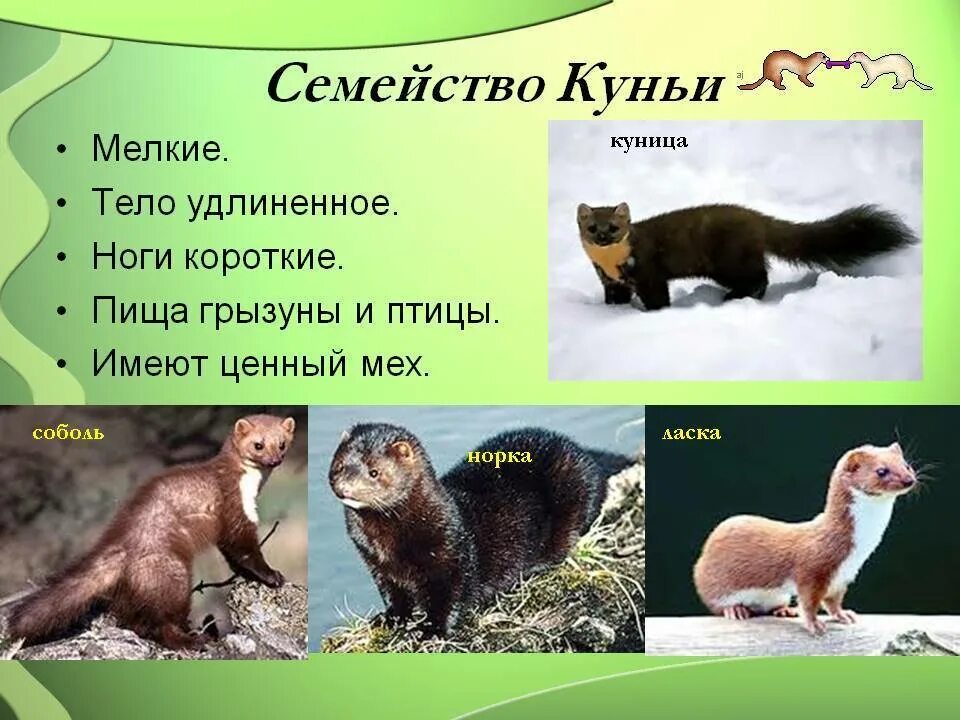 Что делают млекопитающие зимой