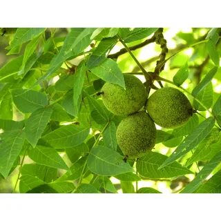 Лист черного ореха